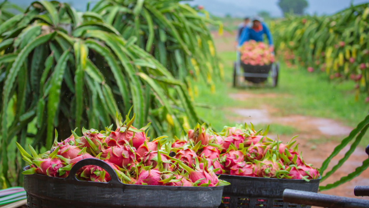 What is dragon fruit?